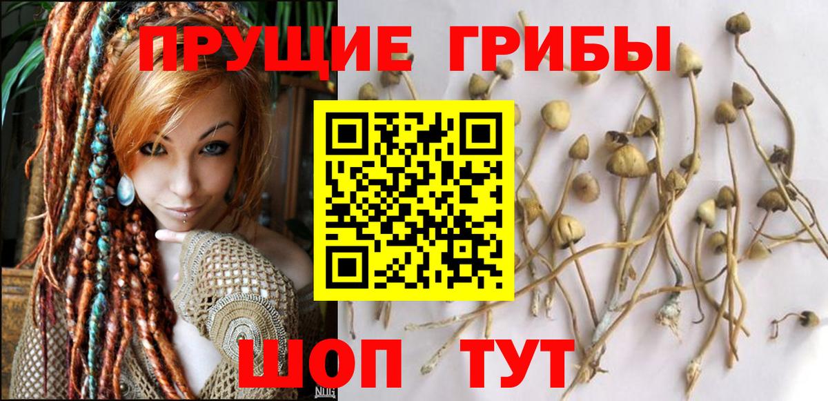 Рассказово  Галлюциногенные грибы MAGIC MUSHROOMS  Вход с VPN  Псилоцибиновые грибы Cubensis 